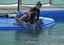 Plywaj z delfinami, Marmaris