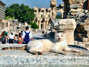 Efeskie koty , czyli miałczące z Efezu