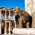 Efeskie koty , czyli miałczące z Efezu